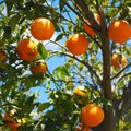 Испанские фермеры вынуждены продавать апельсины по 10 центов за килограмм