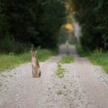 LOOMAKAITSJATE AVALIK KIRI | Ilvesejaht peab jääma keelatuks!