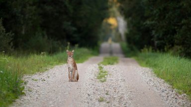 LOOMAKAITSJATE AVALIK KIRI | Ilvesejaht peab jääma keelatuks!