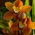 Botaanikaaia orhideedenäitus jääb avatuks nädala lõpuni