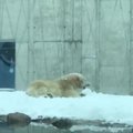 VIDEO | Mängulusti jätkub igasse päeva! Lumes aelev jääkarupoeg Aron pakub fantastilise vaatemängu