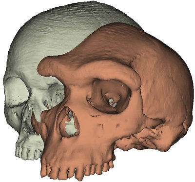 Tänapäeva inimese ja heidelbergi inimese koljude 3D-mudelid võrdluses.