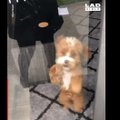 Naljakas VIDEO | Koer läheb omanikku nähes suisa pöördesse