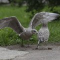 ”Чайко-апокалипсис”: птицы захватывают Нарву. Как с ними бороться?