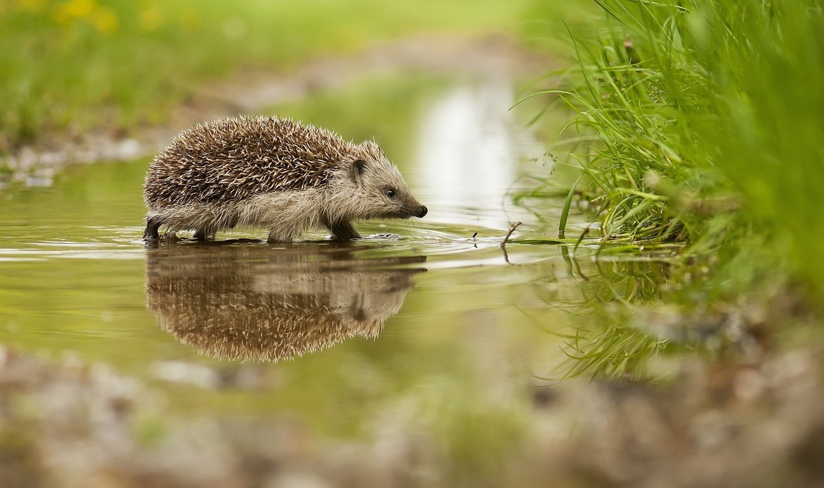 Siilide arvukus on kõikjal Euroopas langustrendis.