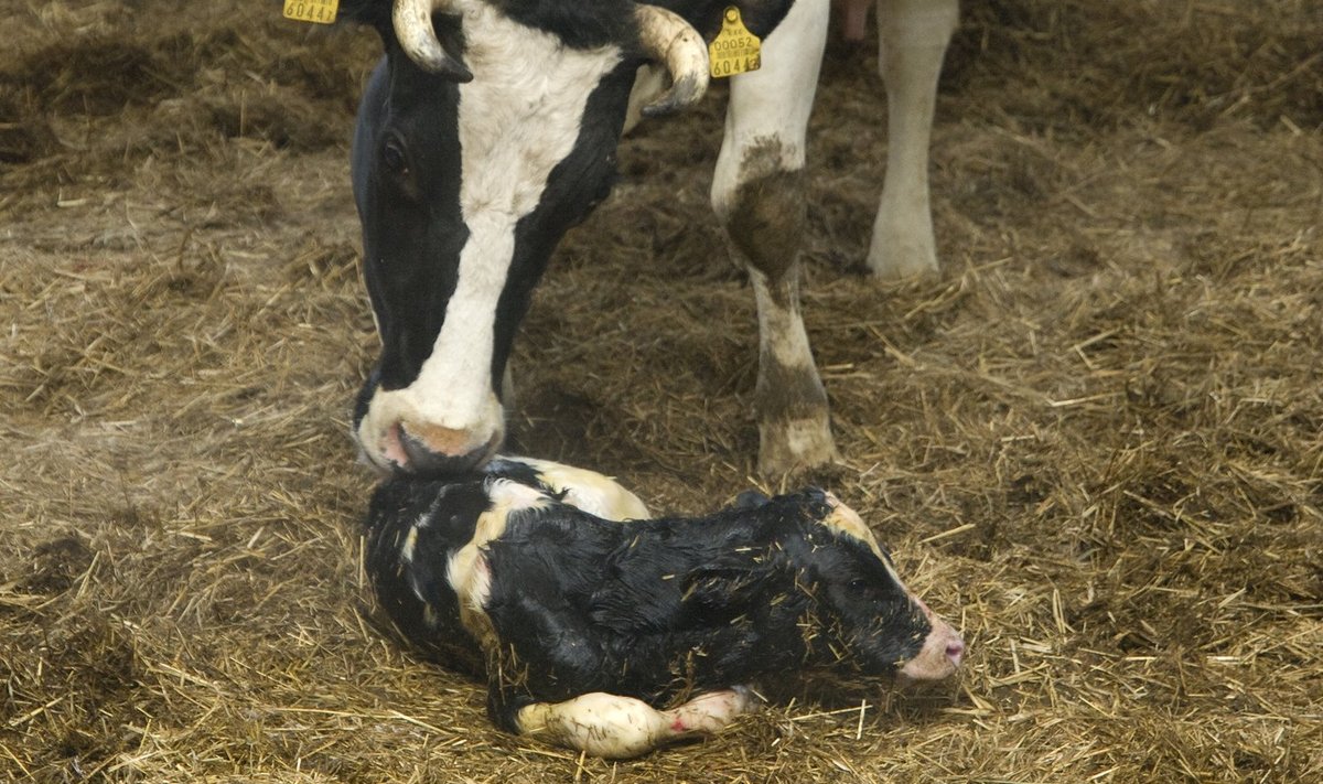 Poegimisel ja sellele järgneval nädalal on risk piimalehma hukkumiseks kõige suurem.