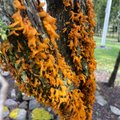TASUB TEADA | Efektne oranž seen kadakal võib olla ohtlik hoopis viljapuudele