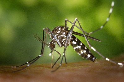 Жёлтолихорадочный комар Aedes aegypty