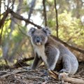 ВИДЕО | Братья из Австралии спасают коал из горящих лесов