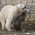 Это любовь! Белые медведи Фрийда и Распутин воссоединились в Таллиннском зоопарке