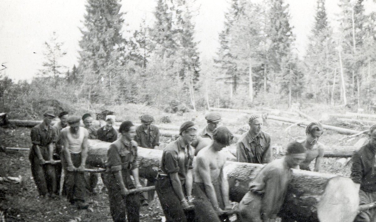 Esimene sõjajärgne Tartu Ülikooli metsanduse kursus praktikal. Need mehed on kasvatanud praegused metsad.
