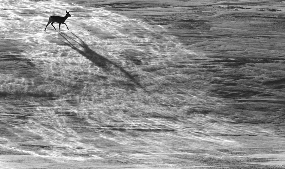 Võistluselt “Wildlife Photographer of the Year” Remo Savisaarele teise koha toonud töös saavad kokku müstiline valgus ja just õigel ajal tõusnud tuulehoog. 