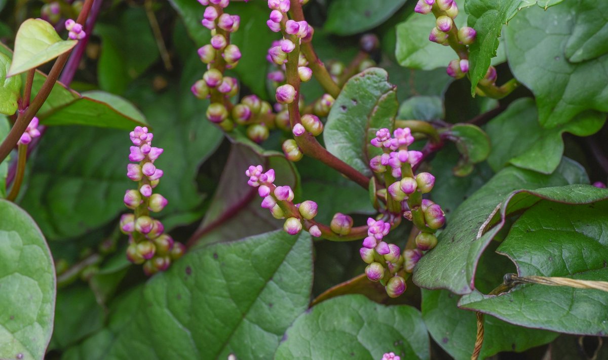 Basella alba var. rubra on nimele vääriliselt purpursete varte ja roosakate õitega.