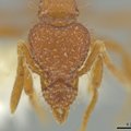 Vahva! Sipelgateadlane avastas oma aiast täiesti uue liigi