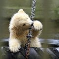 Tallinna loomaaia imearmas jääkarupoeg sai endale uhke nime