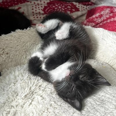 MTÜ Cats Help hoolealune