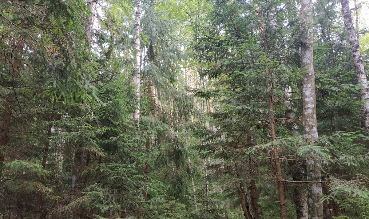 Natura ala.