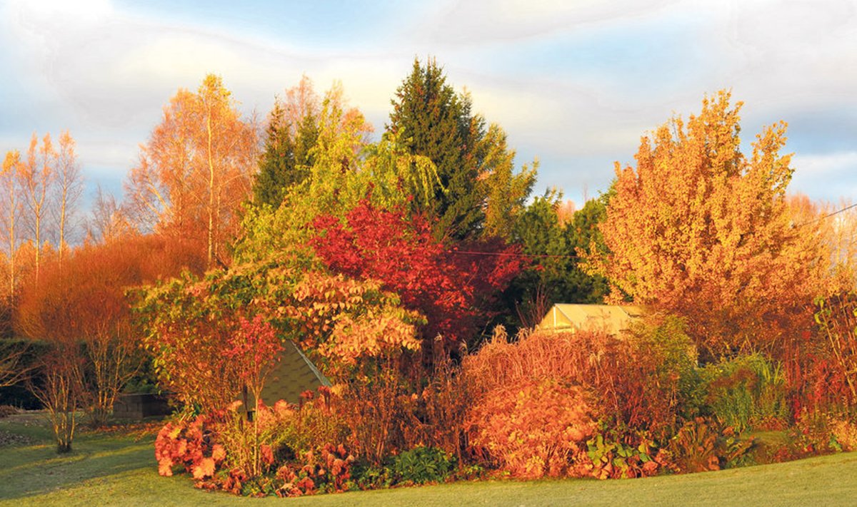  Päikesetõus paneb kirkad värvid hõõguma. Vaade Pihlaka talu aiale.