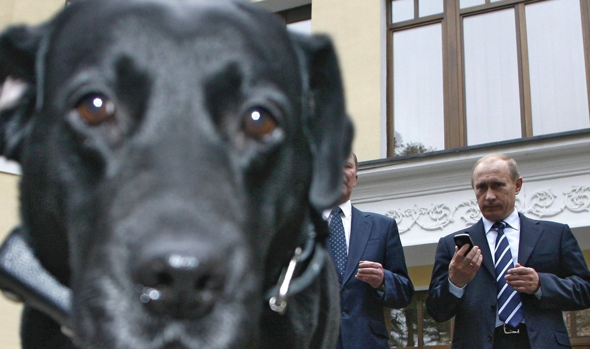 Putini lemmik, labrador Koni, osaleb paljudel ametlikel üritustel.