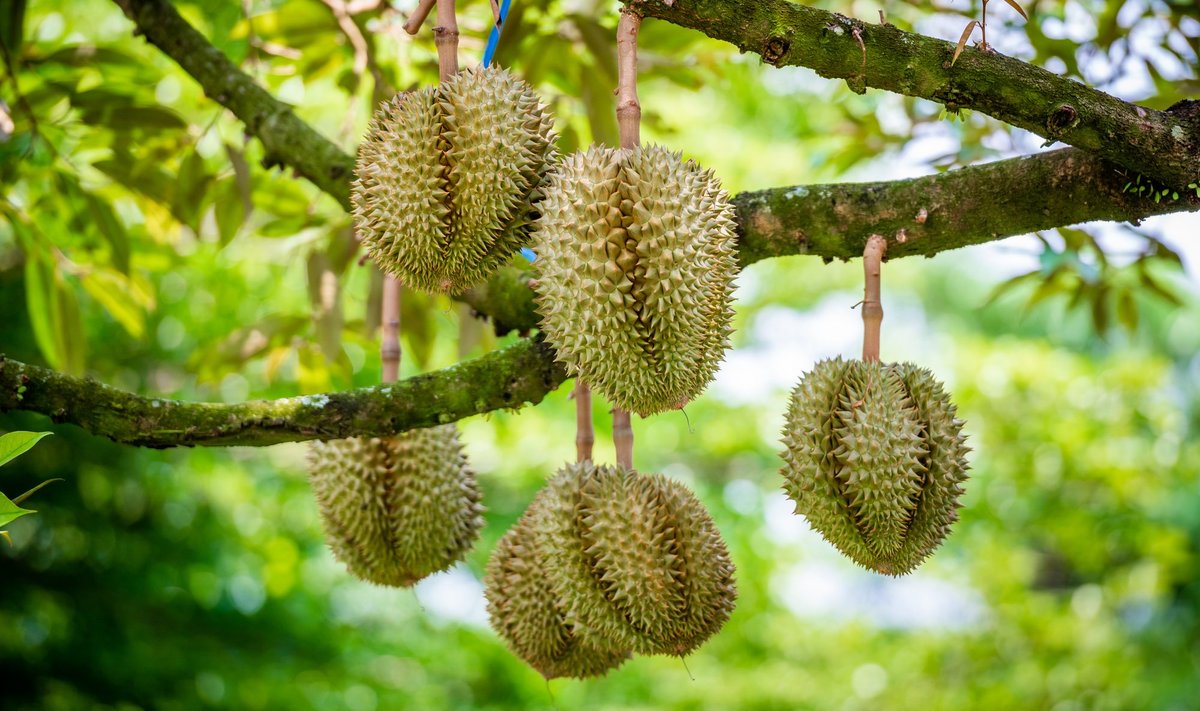 Hirmsasti haisevaid duriane peetakse delikatessiks.