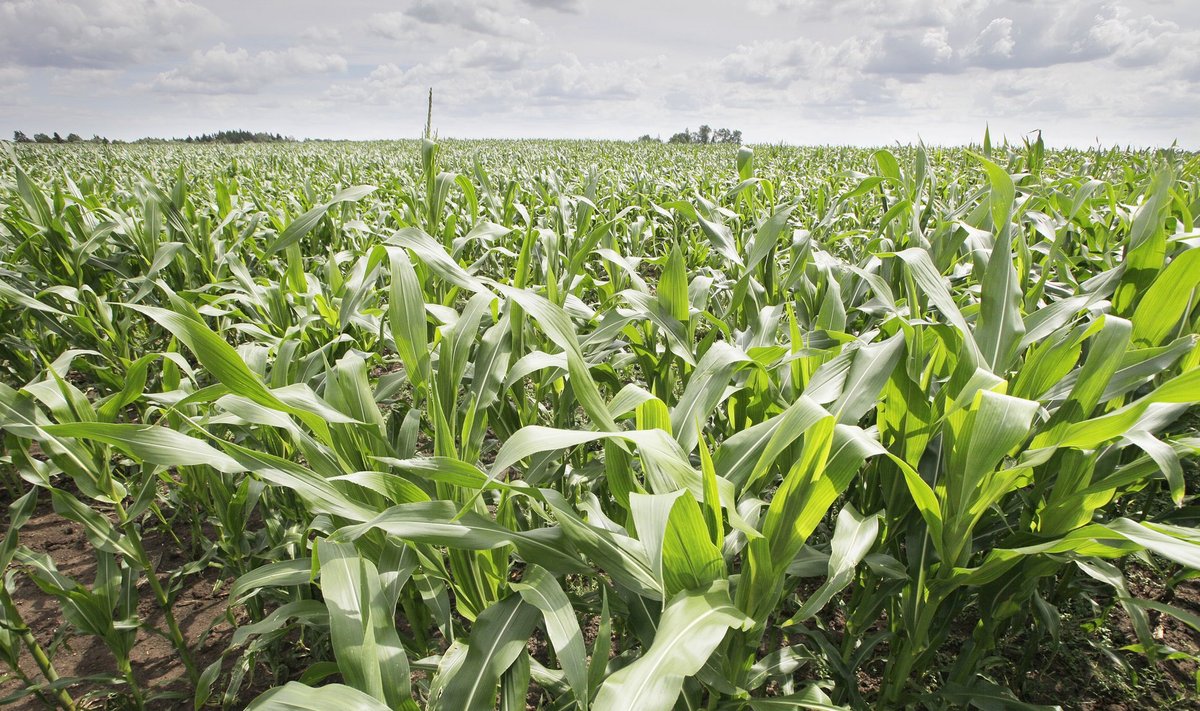Tartu Agro põldudel kasvab ka maisi.