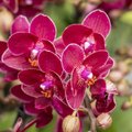Nõuanded, kuidas kasvatada rikkalikult õitsevaid orhideesid
