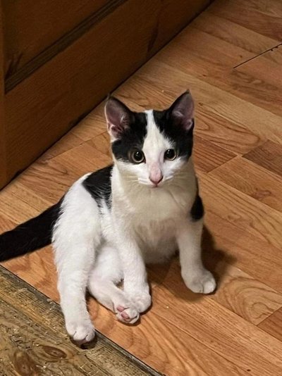 MTÜ Cats Help hoolealune