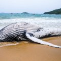 Prantslaste mure: kaldaleuhutud surnud vaal võib plahvatada