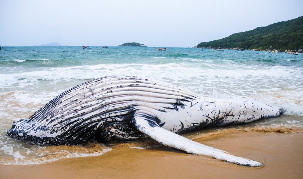 Surnud vaal Brasiilia rannikul 2014. aasta oktoobris.