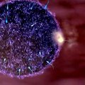 Teadlased said viimaks aru, kuidas munarakk spermatosoide enda külge haagib