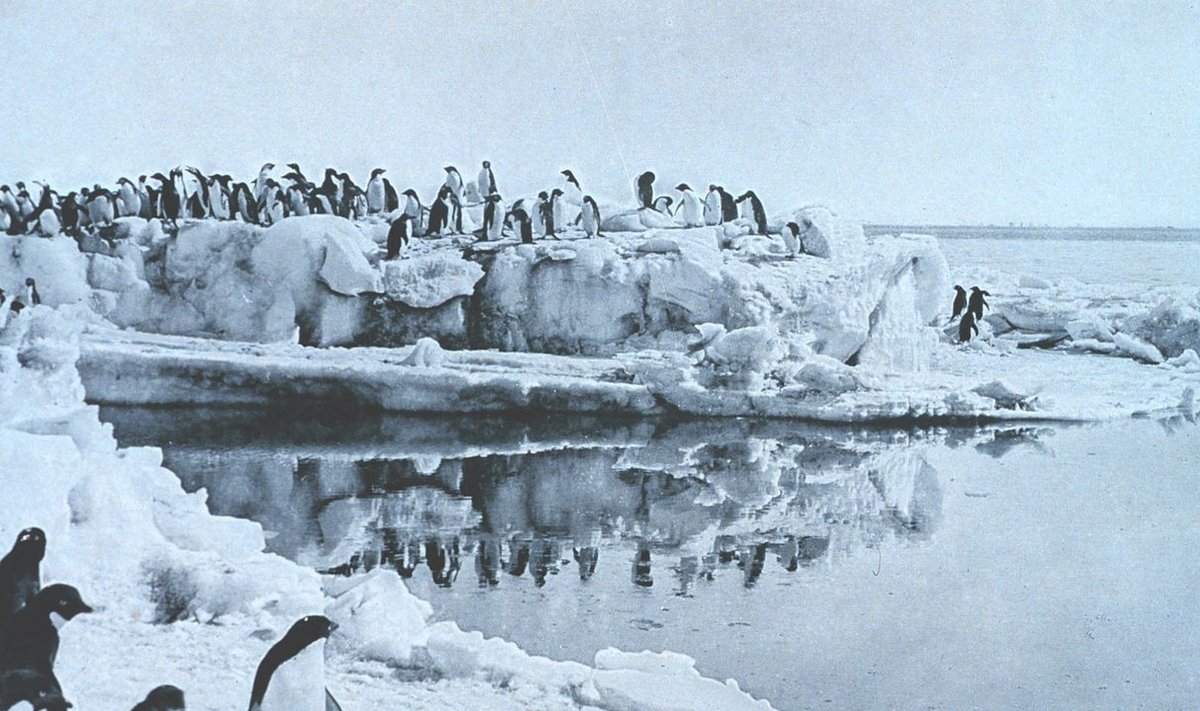 Pingviinid Antarktikas