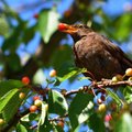 AEDNIKUD JAGAVAD KOGEMUST | Kirsid ja murelid päästavad lindude käest päriselt just need nipid