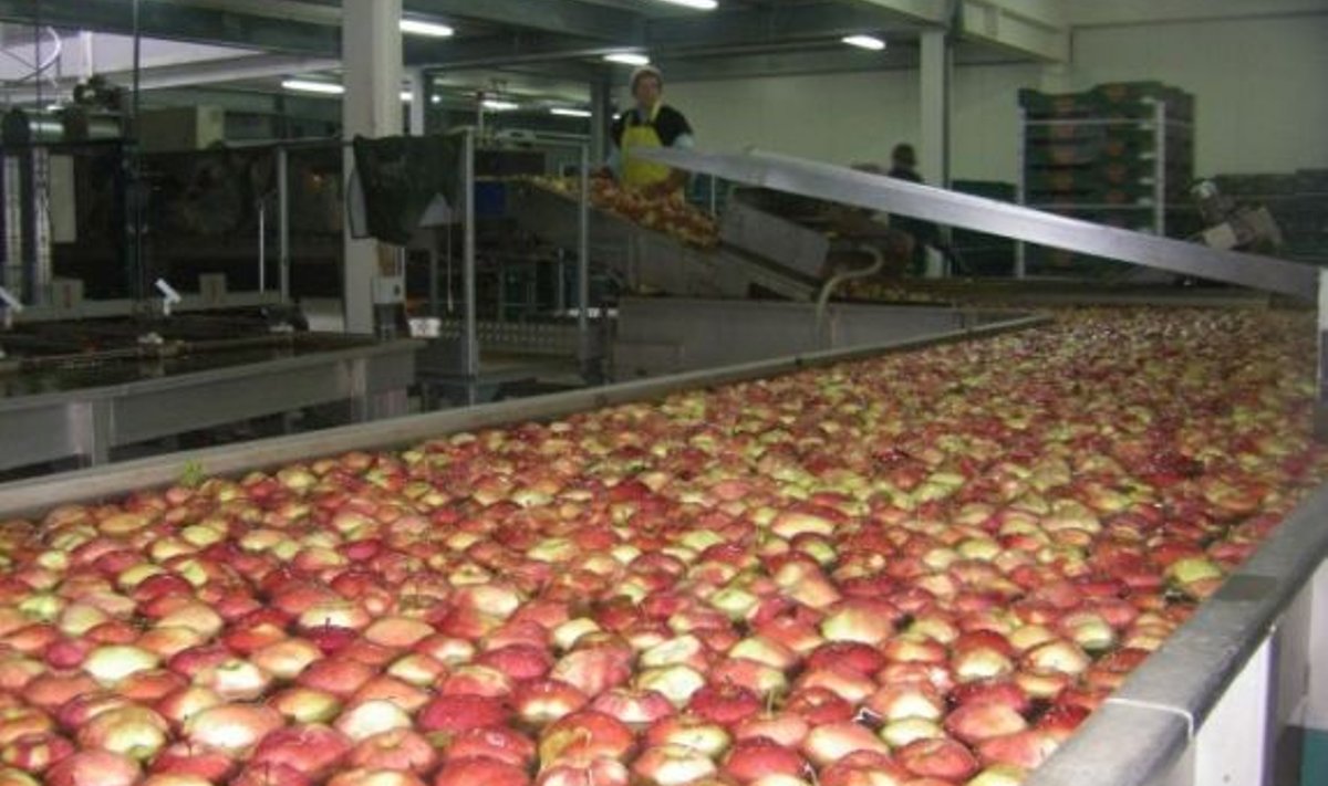 Poolas kasvatatakse tohutult palju õunu. Mullune kogutoodang oli 2,8 miljonit tonni. Õunu pestakse, hoidistatakse ja müüakse aasta ringi ning nad on Poola ekspordis liha järel teisel kohal.