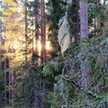 Leili metsalood | Metsavaikus ja puhas õhk