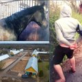 ВИДЕО | Скандал на старейшей эстонской конюшне: зоофил годами насиловал лошадей и был пойман во время акта