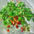 5 parimat taime tarbeaias pottides kasvatamiseks