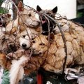 Ei mingit õppetundi: hiinlased peavad taas koeraliha-festivali
