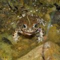 Камышовые жабы снова справляют свадьбы! Все благодаря очистке и восстановлению водоемов