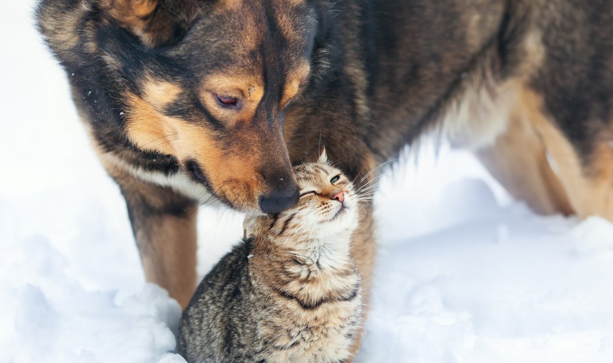 Jälgige, et külmaga harjumata lemmikloomad ei külmetaks.