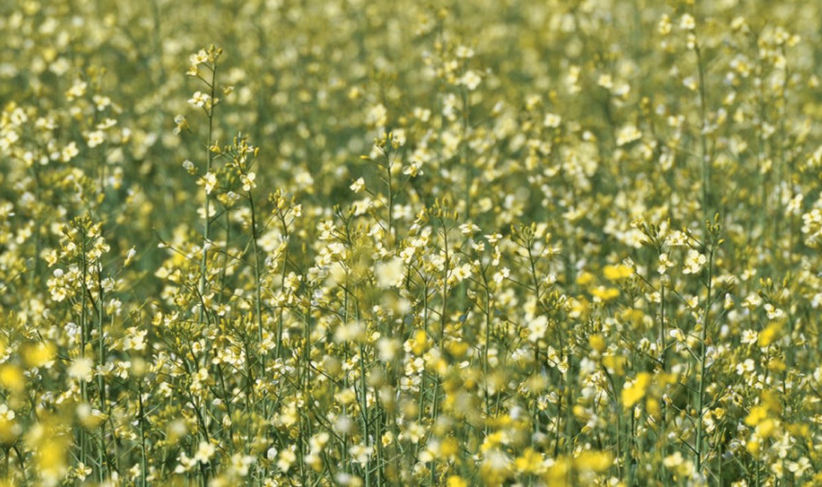 Kuusiku katsepõllul on valgeõieline  suviraps ümbritsetud kollaseõielise rapsiga,  et järele proovida, kui hästi see putuka- tõrjemeetod Eesti tegelikkuses toimib.