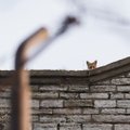 ФОТО | Лиса устроила на крыше Батарейной тюрьмы засаду