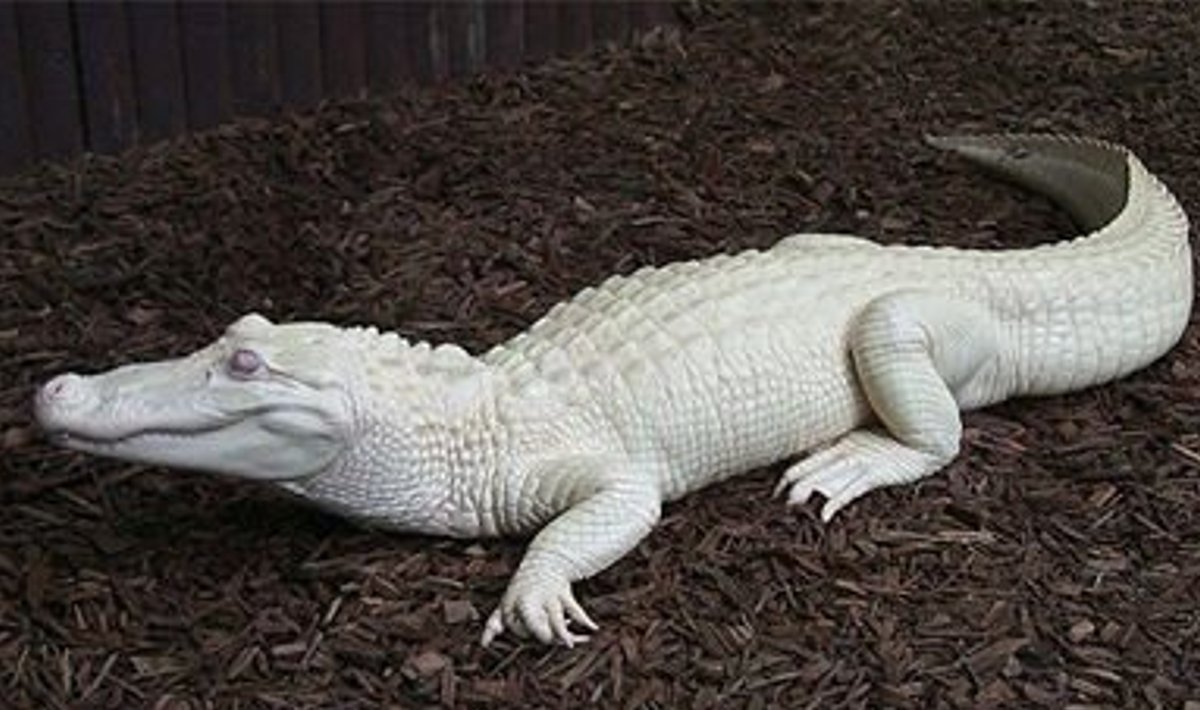 albiino alligaator Bino
