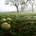 Hiiumaal kutsutakse avatud talude päeval õunaaeda kaema