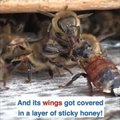 Hämmastav VIDEO | Vaata, kuidas reageerivad mesilased, kui ohus on ühe pereliikme elu