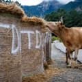 Sardiinia rallit juhtiv Dani Sordo kohtus kiiruskatse ajal lehmaga