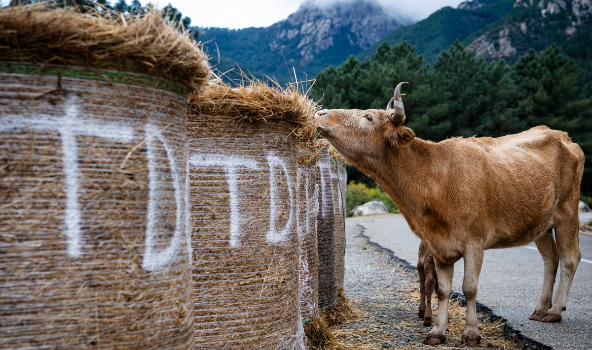 Pildil olev lehm ei ole uudisega seotud, vaid pärineb 2019. aasta Korsika rallilt.