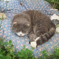 ФОТО: Знакомьтесь: Мариванна - кошка, для которой стройплощадка ласнамяэского храма стала домом