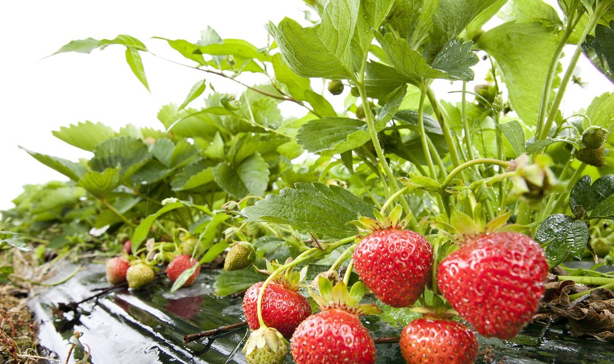 Peenras kasvavad maasikatimed talvituvad kahtlemata paremini 