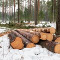Kuidas müüa metsa kasutusvalduse lepinguga?