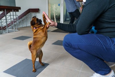 Rosin veedab aega pigem inimeste kui teiste koertega.